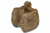 Hadrosaur (Edmontosaurus) Caudal Vertebra Centrum - Wyoming #357059-1